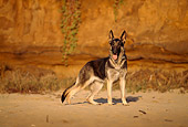 DOG 01 RK0553 03
German Shepherd Standing On Sand At Beach