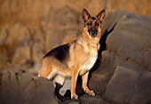 DOG 01 RK0584 12
German Shepherd Climbing On Rocks At Beach At Sunset
