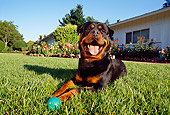 DOG 01 RK0628 06
Wide Angle Shot Of Rottweiler Laying On Grass By Ball