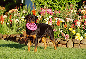 DOG 01 RK0630 02
Rottweiler Standing On Grass With Frisbee In Mouth Flowers Background