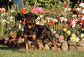 DOG 01 RK0636 02
Rottweiler Standing On Grass By Flower Garden