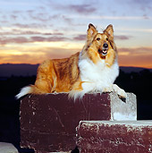 DOG 01 RK0648 04
Collie Laying On Block At Sunset
