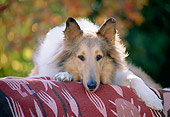 DOG 01 RK0652 10
Collie Laying On Blanket Outdoors