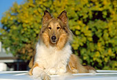 DOG 01 RK0656 02
Collie Laying On Top Of Car Facing Camera Trees Blue Sky