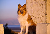 DOG 01 RK0659 01
Collie Sitting By Cement Blocks At Sunset