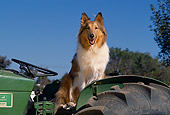 DOG 01 RK0660 04
Collie Sitting On Tractor Facing Camera Blue Sky