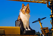 DOG 01 RK0661 02
Collie Sitting On Seat Of Tractor