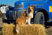 DOG 01 RK0662 07
Collie Sitting On Hay By Truck