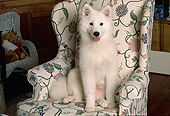 DOG 01 RK0665 13
Samoyed Laying On Floral Chair Facing Camera
