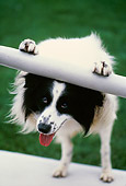 DOG 01 RK0682 02
Border Collie On Hind Feet Leaning On Pole Head Underneath Bar