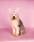 DOG 01 RK0710 05
Old English Sheepdog Sitting Wearing Rabbit Ears On Pink Seamless Facing Camera