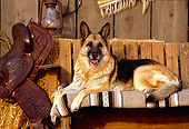 DOG 01 RK0719 01
German Shepherd Laying By Hay And Saddle Facing Camera