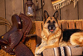 DOG 01 RK0719 04
German Shepherd Laying By Hay And Saddle Facing Camera