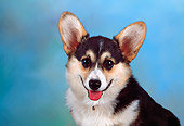 DOG 01 RK0728 01
Head Shot Of Pembroke Welsh Corgi Studio
