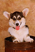 DOG 01 RK0729 17
Head Shot Of Pembroke Welsh Corgi Black And Tan Studio