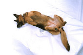 DOG 01 RK0738 01
German Shepherd
