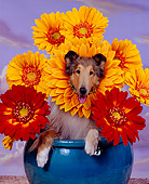 DOG 01 RK0750 13
CollieFlower
