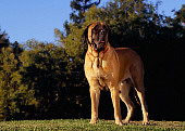 DOG 01 RK0751 02
Bullmastiff Standing On Grass Trees Background