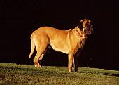 DOG 01 RK0753 03
Profile Shot Of Bullmastiff Standing On Grass