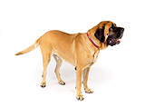DOG 01 RK0757 01
Bullmastiff Standing On White Seamless