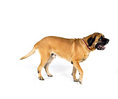DOG 01 RK0758 01
Profile Shot Of Bullmastiff Standing On White Seamless