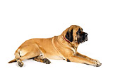 DOG 01 RK0759 01
Profile Shot Of Bullmastiff Laying On White Seamless
