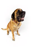 DOG 01 RK0761 01
Wide Angle Shot Of Bullmastiff Sitting On White Seamless