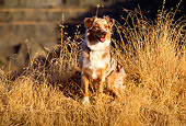 DOG 01 RK0792 03
Australian Shepherd Sitting In Dry Grass Field