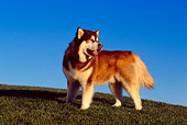 DOG 01 RK0800 01
Alaskan Malamute Standing On Grass Hill