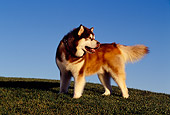 DOG 01 RK0800 02
Alaskan Malamute Standing On Grass Hill