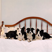 DOG 01 RS0011 05
Four Border Collie Dogs Laying On Bed