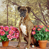 DOG 01 RS0032 01
Boxer Sitting By Potted Flowers Trees Background Studio