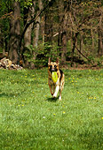 DOG 01 RS0042 01
German Shepherd Running On Grass With Frisbee In Mouth