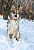 DOG 01 RS0051 01
Portrait Of Alaskan Malamute In Snow