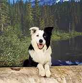 DOG 01 RS0054 01
Border Collie Sitting Behind Log By Lake