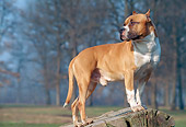 DOG 02 AB0001 01
American Staffordshire Terrier Standing On Stump