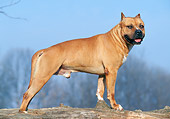 DOG 02 AB0002 01
American Staffordshire Terrier Standing On Log