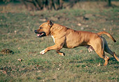DOG 02 AB0003 01
American Staffordshire Terrier Running On Grass
