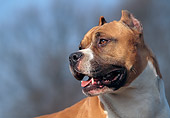 DOG 02 AB0004 01
Head Shot Of American Staffordshire Terrier