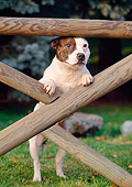 DOG 02 AB0005 01
American Staffordshire Terrier Leaning On Wooden Fence