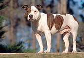 DOG 02 AB0006 01
American Staffordshire Terrier Standing On Wooden Table