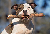 DOG 02 AB0007 01
American Staffordshire Terrier Holding Stick In Mouth