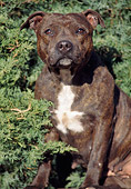 DOG 02 AB0008 01
American Staffordshire Terrier Sitting In Shrubs