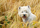 DOG 02 AB0011 01
West Highland Terrier Sitting In Wheat Field