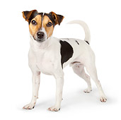 DOG 02 BK0001 01
Jack Russell Terrier Standing On White Seamless