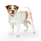DOG 02 BK0002 01
Jack Russell Terrier Standing On White Seamless