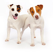 DOG 02 BK0003 01
Jack Russell Terriers Standing On White Seamless