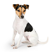 DOG 02 BK0004 01
Jack Russell Terrier Sitting On White Seamless