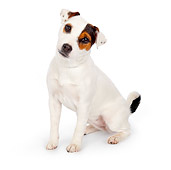 DOG 02 BK0005 01
Jack Russell Terrier Sitting On White Seamless