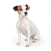 DOG 02 BK0006 01
Jack Russell Terrier Sitting On White Seamless